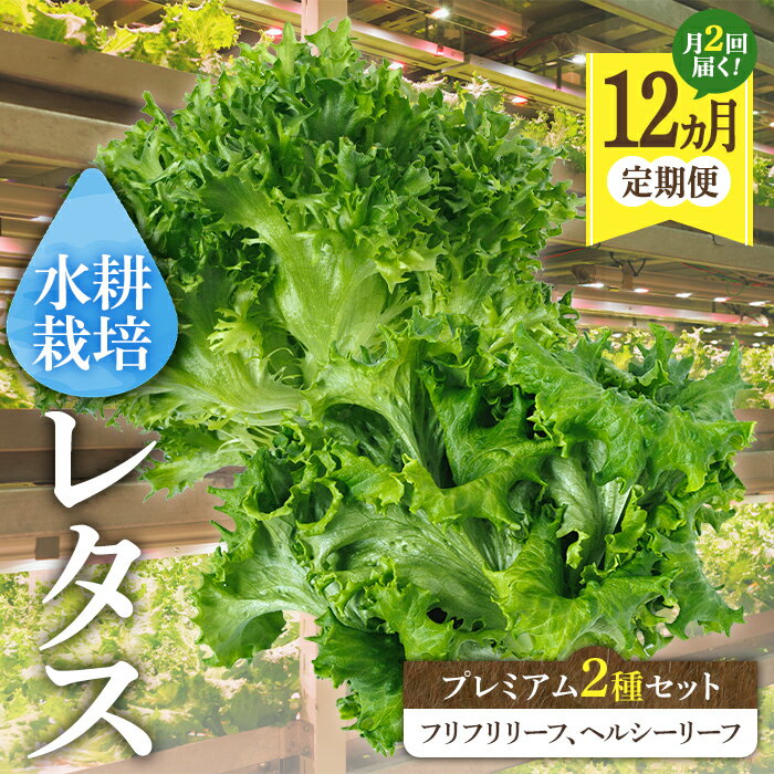 野菜・きのこ(レタス)人気ランク21位　口コミ数「0件」評価「0」「【ふるさと納税】【定期便全24回】【農薬不使用】洗わずに食べられるプレミアム水耕栽培レタス5袋を1年分（5袋を月2回×12ヶ月＝120袋） 鹿児島 サラダ 野菜【旭信興産】」