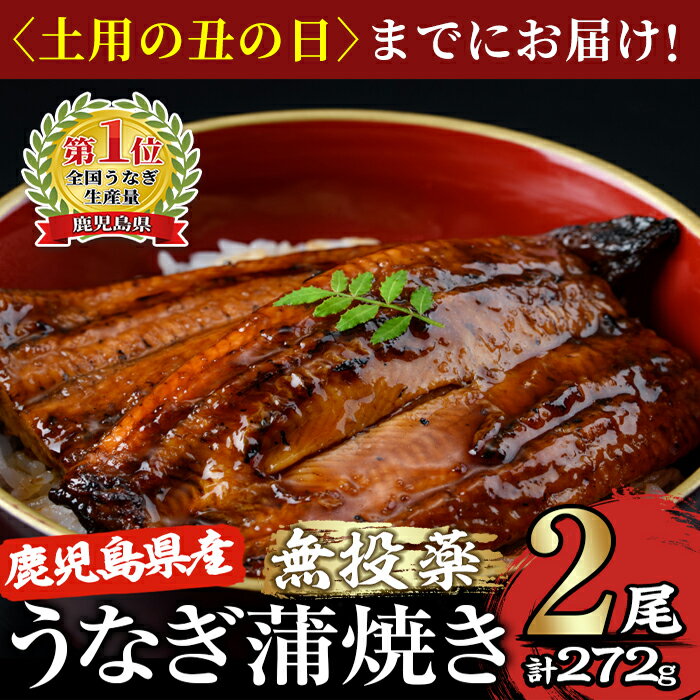 【ふるさと納税】【土用の丑の日対応7/7入金まで】＜国産＞ 鹿児島県大隅産！うなぎの蒲焼き2尾(計272g・136g×2尾)うなぎのたれ・山椒付き！無投薬にこだわり！鰻丼やひつまぶしにも！真空パックでお届け！【西日本養鰻】のサムネイル