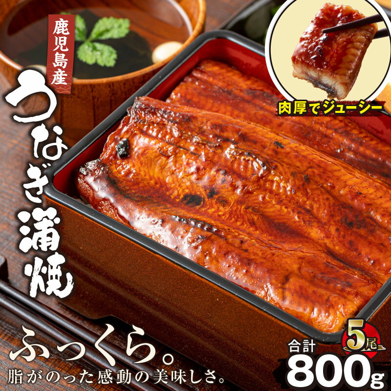 【ふるさと納税】【土用の丑の日対応7/7入金まで】鹿児島産うなぎ160g×5尾 合計800g 国産ウナギ 冷凍 真空パック たれ付 山椒付き 鰻かば焼き うな重 ひつまぶし【財宝】のサムネイル