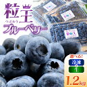 【ふるさと納税】<選べる> 粒王 ブルーベリー 1.2kg 冷凍 or 生 400g × 3P 粒が大きいものを厳選 ブルーベリー 果物 果実 フルーツ 大粒 ...