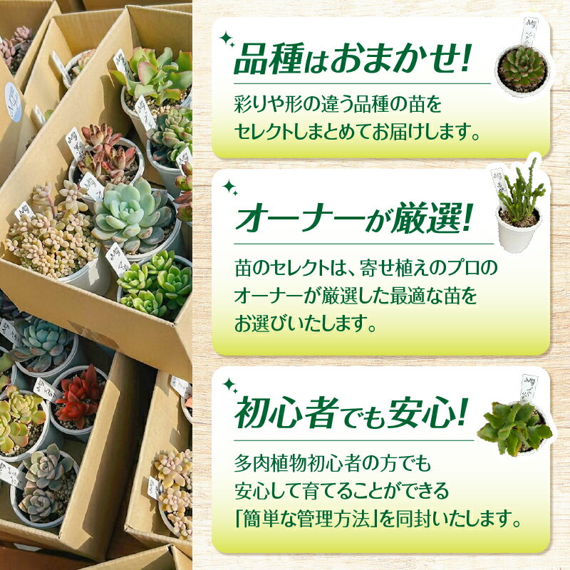 【ふるさと納税】 多肉植物 デビュー セット 8種 多肉 植物 癒し 初心者 育成 緑の癒し 観葉植物 グリーン 苗 一寸苗 インテリア 数量限定 期間限定 MYplus 鹿屋市 おすすめ ランキング プレゼント ギフト