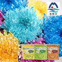 【ふるさと納税】かごしMUM カラーリングマム お茶 枕崎産 染め菊 ギフト B8-5【配送不可地域:離島】【1473145】