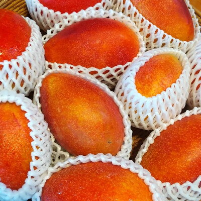 【ふるさと納税】鹿児島県枕崎市産　完熟マンゴー　1kg程度 A8-96【配送不可地域：離島】【1504553】 f462047-makurazaki-10011761 鹿児島県枕崎市 サンプル画像3