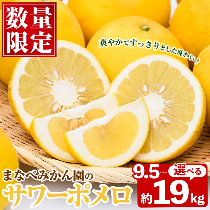 【ふるさと納税】＜先行予約受付中！2027年2月下旬以降順次発送予定＞＜内容量が選べる！＞まなべみかん園のサワーポメロ (約9.5～19kg) 国産 鹿児島県産 阿久根市産 柑橘類 果物 フルーツ 期間限定 数量限定 デザート 【有限会社まなべみかん園】