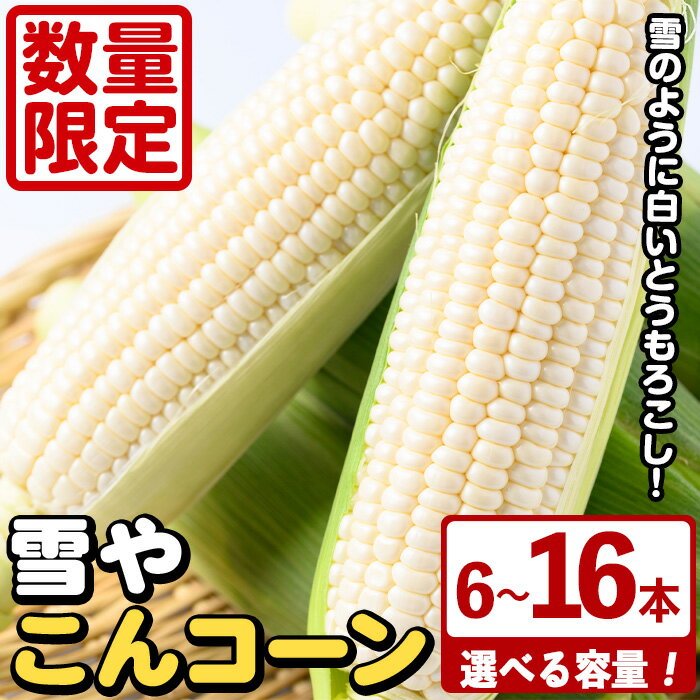 [容量が選べる!]白いとうもろこし「雪やこんコーン」(6〜16本) 国産 トウモロコシ 玉蜀黍 ホワイト コーン 野菜 糖度 夏 イネ科 数量限定 期間限定[うとさんち]