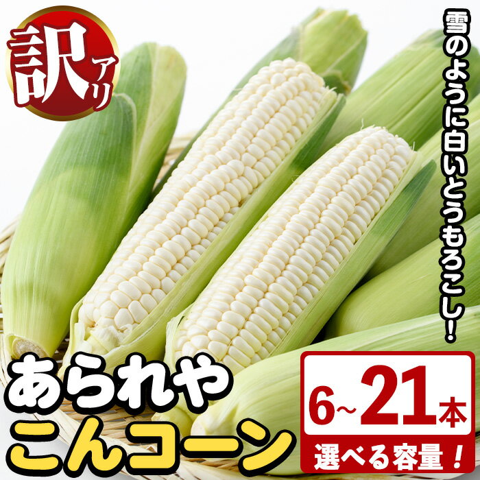 [容量が選べる!]訳あり!白いとうもろこし「あられやこんコーン」(6〜21本) 国産 トウモロコシ 玉蜀黍 ホワイト コーン 野菜 糖度 夏 イネ科 数量限定 期間限定 訳アリ 旬 [うとさんち]