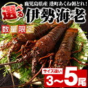 【ふるさと納税】<先行予約受付中!2025年9月中旬以降順次発送予定><内容量が選べる!>期間・数量限定!鹿児島県産 伊勢海老(3~5尾) 国産 鹿児島県産 海老 えび エビ 伊勢海老 味噌汁 刺身 海鮮 海の幸 海産物 小サイズ 【福美丸水産】