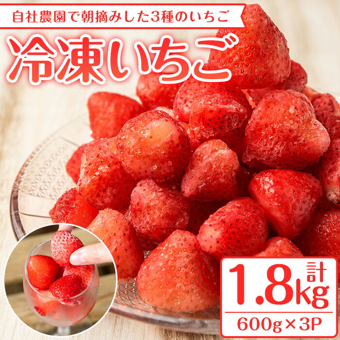 凍眠君使用!農園ガーデン空産冷凍いちご(計1.8kg・600g×3P)国産 鹿児島県産 いちご イチゴ 苺 恋みのり 紅ほっぺ かおり野 フルーツ 果物 くだもの おやつ 冷凍 凍眠 フローズン 自社農園[農園ガーデン空]a-15-3