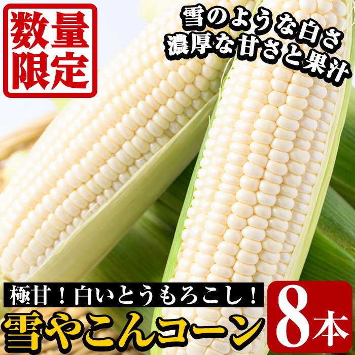 【ふるさと納税】＜先行予約受付中！2024年7月上旬以降順次発送予定＞数量限定！極甘！白いとうもろこし「雪やこんコーン」(8本) 国産 トウモロコシ 玉蜀黍 ホワイト コーン 野菜 糖度 夏 イネ科 数量限定 期間限定【うとさんち】a-13-8