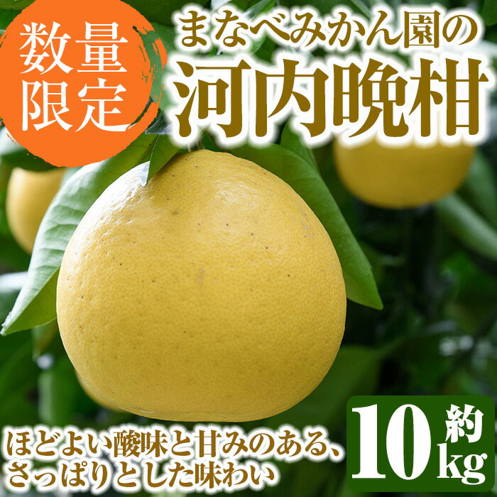 [先行予約受付中!2026年3月中旬以降順次発送予定]まなべみかん園の河内晩柑(約10kg) 国産 鹿児島県産 阿久根市産 柑橘類 かんきつ 晩柑 果物 フルーツ 期間限定 数量限定 デザート かわちばんかん 10kg 贈答用 ギフト[有限会社まなべみかん園]akn034-04