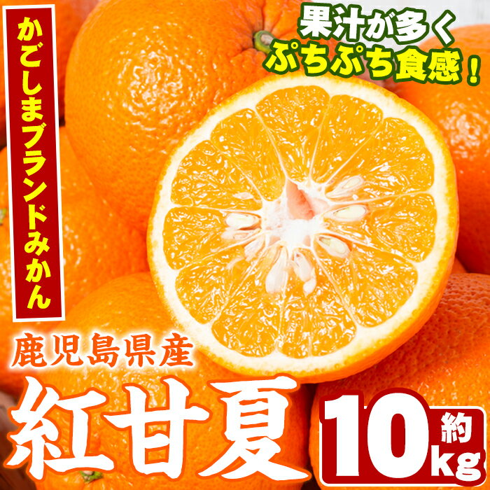 【ふるさと納税】数量限定！鹿児島県産紅甘夏みかん(約10kg・28玉〜32玉)国産 果物 フルーツ【鹿児島いずみ農業協同組合】a-12-17のサムネイル