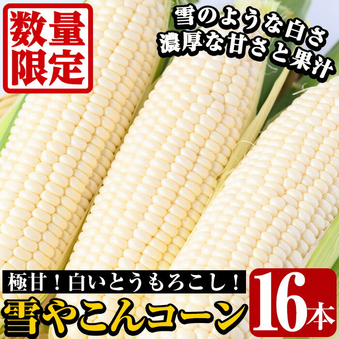 【ふるさと納税】＜先行予約受付中！2024年7月上旬以降順次発送予定＞数量限定！極甘！白いとうもろこし「雪やこんコーン」(16本) 国産 トウモロコシ 玉蜀黍 ホワイト コーン 野菜 糖度 夏 イネ科 数量限定 期間限定【うとさんち】a-26-7