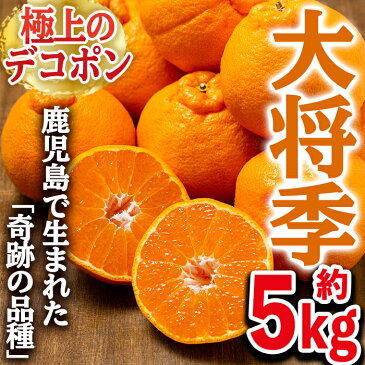 【ふるさと納税】鹿児島で生まれた極上品種デコポン 大将季 計約5kg(18〜20玉)【鹿児島いずみ農業協同組合】3-9