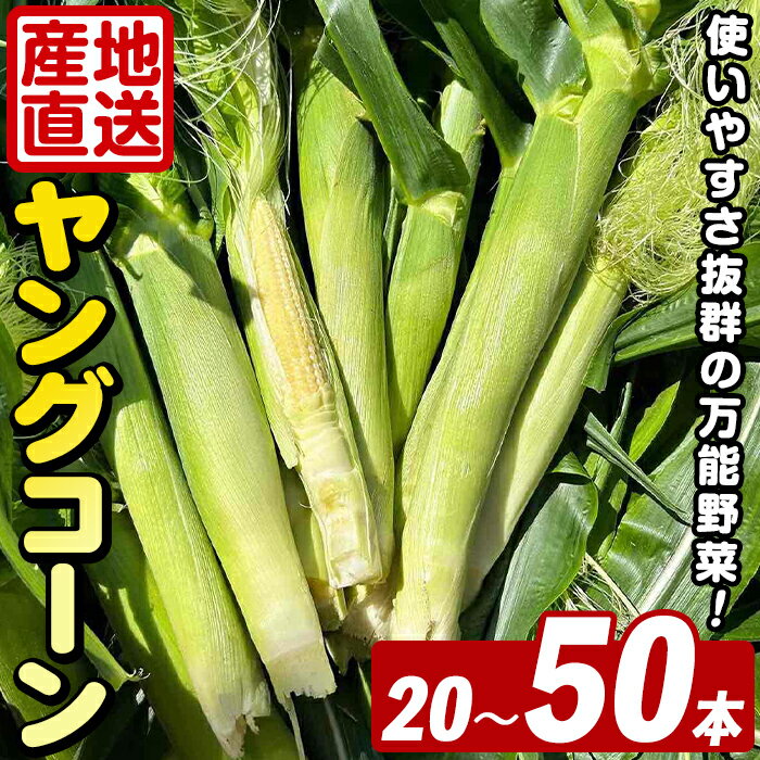 【ふるさと納税】＜2026年5月上旬以降順次発送予定＞＜本数が選べる！＞ ヤングコーン (20～50本) 国産 野菜 ヤングコーン 鹿児島県産 阿久根市産 天ぷら フライ 中華炒め 肉巻き【うとさんち】