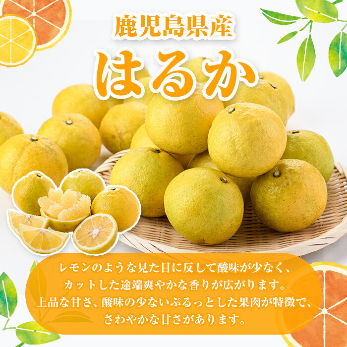 【ふるさと納税】＜先行予約受付中！2027年2月上旬以降順次発送予定＞＜内容量が選べる！＞訳ありはるか(約6～10kg) 国産 鹿児島県産 果物 フルーツ 柑橘 みかん はるか【松永青果】 f462063-akune-10001379 鹿児島県阿久根市 サンプル画像2