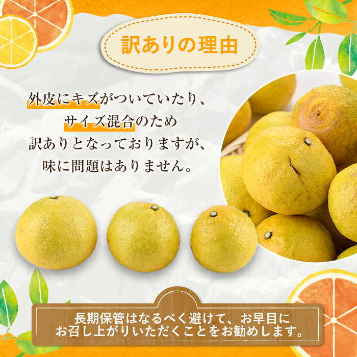 【ふるさと納税】＜先行予約受付中！2027年2月上旬以降順次発送予定＞＜内容量が選べる！＞訳ありはるか(約6～10kg) 国産 鹿児島県産 果物 フルーツ 柑橘 みかん はるか【松永青果】 f462063-akune-10001379 鹿児島県阿久根市 サンプル画像3