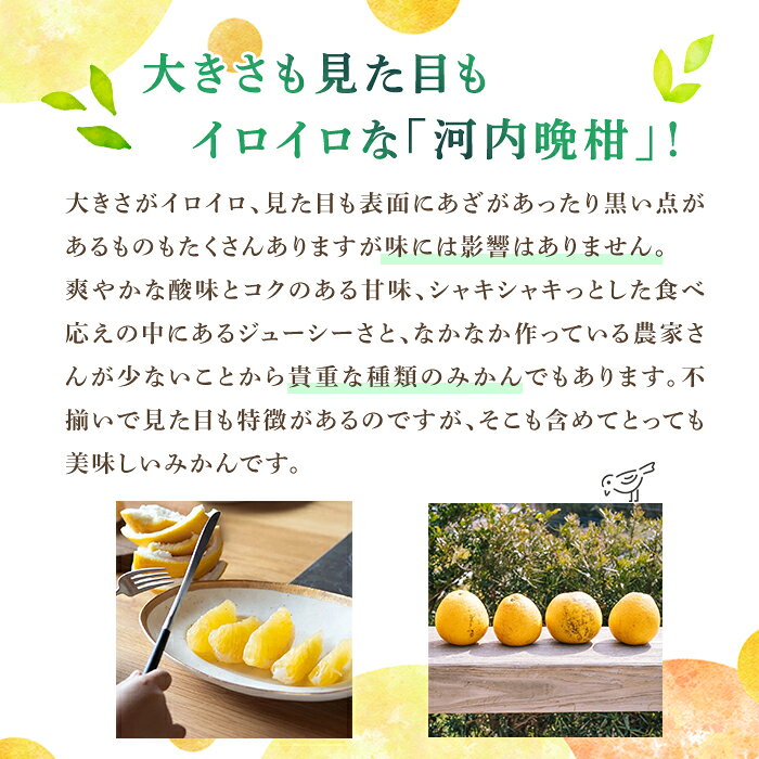 【ふるさと納税】＜先行予約受付中！2027年3月中旬以降順次発送予定＞＜サイズ・容量が選べる！＞訳あり 河内晩柑(S〜3L、16〜18個) 柑橘 フルーツ 果物 国産 みかん 期間限定 数量限定【株式会社土曜日】 f462063-akune-10001437 鹿児島県阿久根市 サンプル画像3