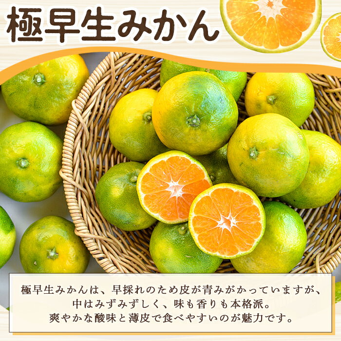【ふるさと納税】＜先行予約受付中！2026年9月中旬以降順次発送予定＞ ＜内容量が選べる！＞ 訳あり！極早生みかん(約5～10kg) 国産 みかん 極早生 早生 柑橘 果物 フルーツ デザート 果実 期間限定 数量限定【古田果樹園】 f462063-akune-10001562 鹿児島県阿久根市 サンプル画像3