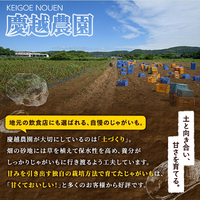 【ふるさと納税】＜内容量が選べる！＞訳あり！じゃがいも ニシユタカ(10〜20kg) 国産 鹿児島県産 阿久根市産 じゃがいも ジャガイモ 芋 ポテト にしゆたか 訳アリ 野菜 ポテトサラダ コロッケ 常温 常温配送【慶越農園】