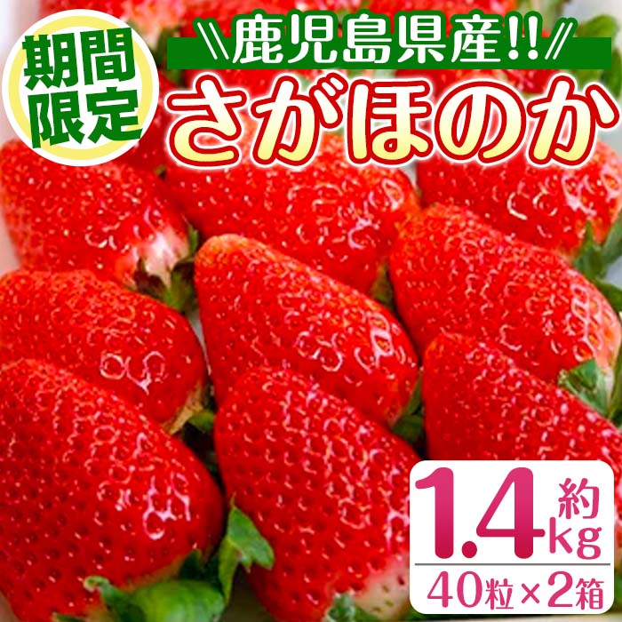 【ふるさと納税】＜2026年1月中旬以降順次発送予定＞＜ギフト用・数量限定＞ 鹿児島県産イチゴ(計約1.4..