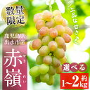【ふるさと納税】≪数量・期間限定≫〈容量が選べる!〉赤嶺(セキレイ) (計約1kg/計約1.5kg/計約2kg) ぶどう グレープ 果物 くだもの フルーツ 葡萄 旬 糖度 上品な甘さ 歯ごたえ 冷蔵 【山門ぶどう園】