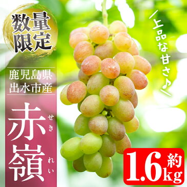 【ふるさと納税】≪数量限定≫赤嶺(セキレイ)(計1.6kg)着色濃厚で極めて糖度が高いと言われる品種のブドウ♪上品な甘さを楽しめる！【山門ぶどう園】