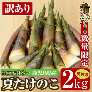 【ふるさと納税】≪2023年6月1日〜9月30日の間に発送≫【訳あり】鹿児島県出水市産！希少高級食材夏たけのこ＜皮付き2kg＞ たけのこ 筍 タケノコ 夏たけのこ 夏 国産 旬 皮付き 数量限定 希少 高級 野菜 新鮮 採りたて 煮物 お吸い物 サラダ 【イーサイドライン】