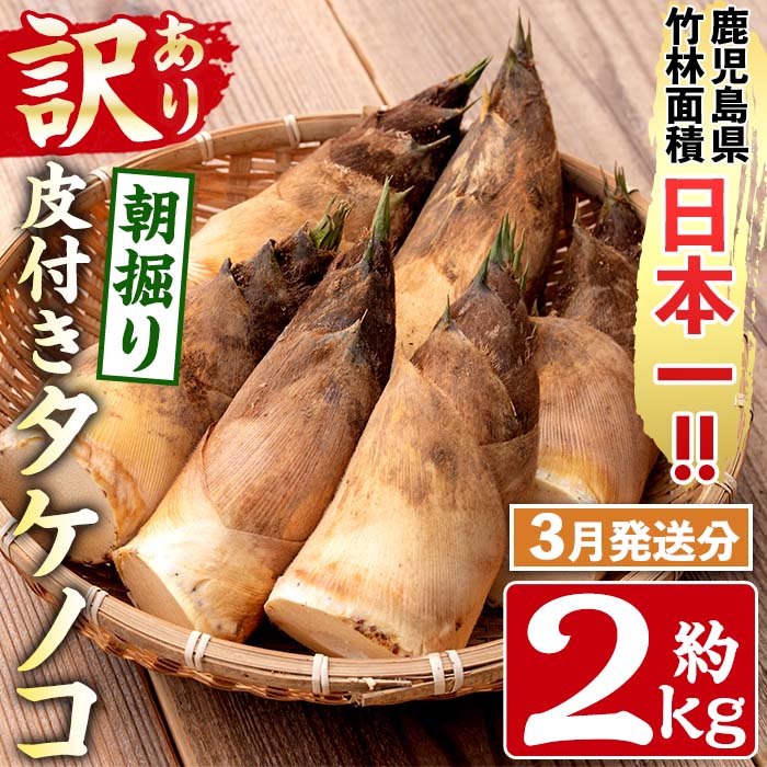 【ふるさと納税】＜先行予約受付中！2024年3月1日〜3月31日の間に発送予定＞【訳あり・不揃い】福井さん家の朝掘り皮付きタケノコ(約2kg) たけのこ 筍 タケノコ 国産 皮付き 訳アリ 不揃い 野菜 旬 新鮮 採りたて 米ぬか付 茹で方 レシピ付 【農家民宿たけ山荘】のサムネイル