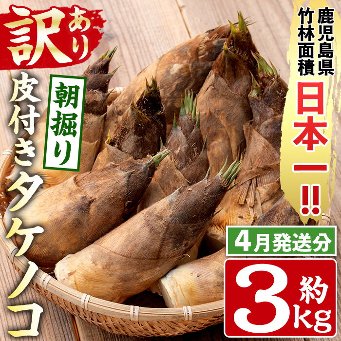 【ふるさと納税】＜先行予約受付中！2024年4月1日〜4月30日の間に発送予定＞【訳あり・不揃い】福井さん家の朝掘り皮付きタケノコ(約3kg) たけのこ 筍 タケノコ 国産 皮付き 訳アリ 不揃い 野菜 旬 新鮮 採りたて 米ぬか付 茹で方 レシピ付 【農家民宿たけ山荘】のサムネイル