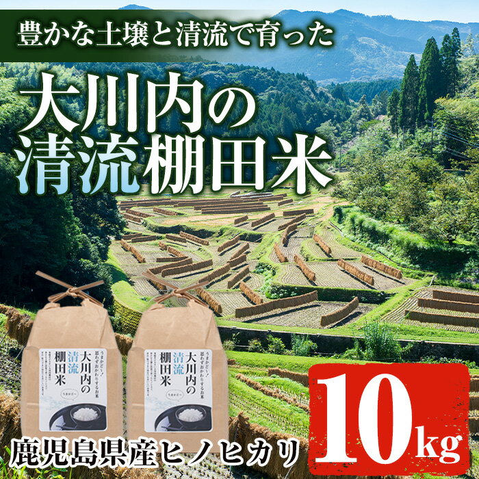 鹿児島県出水市産の大川内清流棚田米(10kg) 米 10kg お米 ひのひかり ヒノヒカリ 鹿児島県産 白米 精米 おにぎり ごはん [大川内地区コミュニティ協議会]