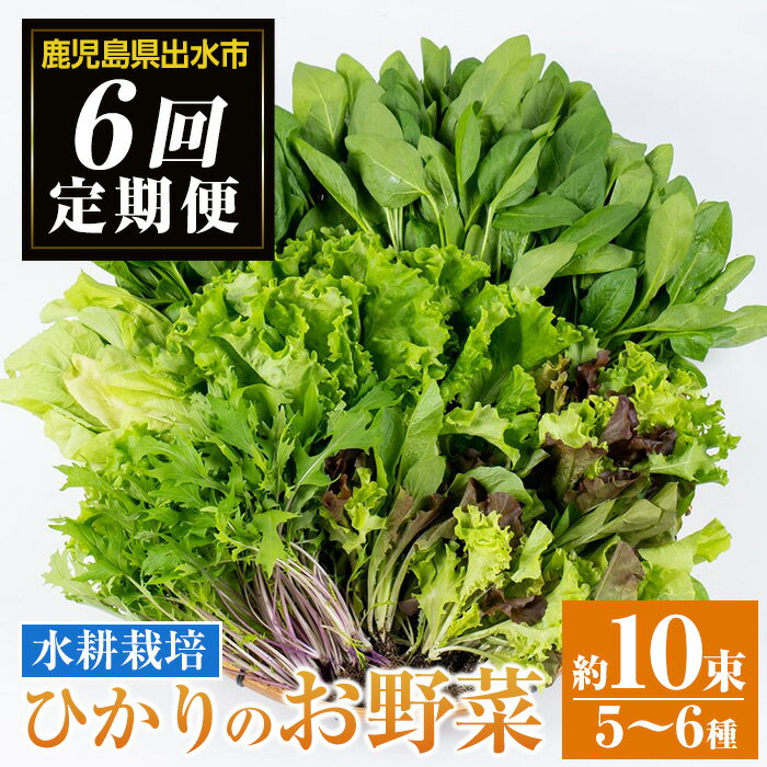 【ふるさと納税】＜定期便・計6回(隔月)＞ひかりのお野菜(約10束・5～6種) 野菜 やさい 葉物 旬 定期便 ほうれん草 水菜 チンゲン菜 小松菜 リーフレタス ルッコラ 水耕栽培 ミックスリーフ 山東白菜 何が届くかはお楽しみ【ひかりの郷】