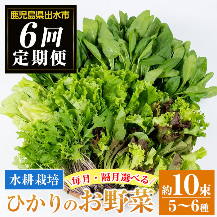 【ふるさと納税】＜定期便・計6回(連続月or隔月選べる！)＞ひかりのお野菜(約10束・5〜6種) 野菜 やさい 葉物 旬 定期便 ほうれん草 水菜 チンゲン菜 小松菜 リーフレタス ルッコラ 水耕栽培 ミックスリーフ 山東白菜 何が届くかはお楽しみ【ひかりの郷】