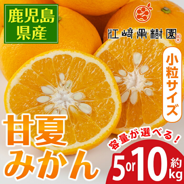 13位! 口コミ数「0件」評価「0」《選べる容量》甘夏みかん( 約5kg・約10kg / 小粒サイズ ) 柑橘 甘夏 甘夏みかん 鹿児島県 国産 果物 フルーツ みかん【江崎果･･･ 