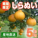 【ふるさと納税】<訳あり>しらぬい(5kg) 数量限定 柑橘 デコポン でこぽん 不知火 しらぬい シラヌヒ 果物 くだもの フルーツ 旬 訳あり 【アーステクノ】(4)