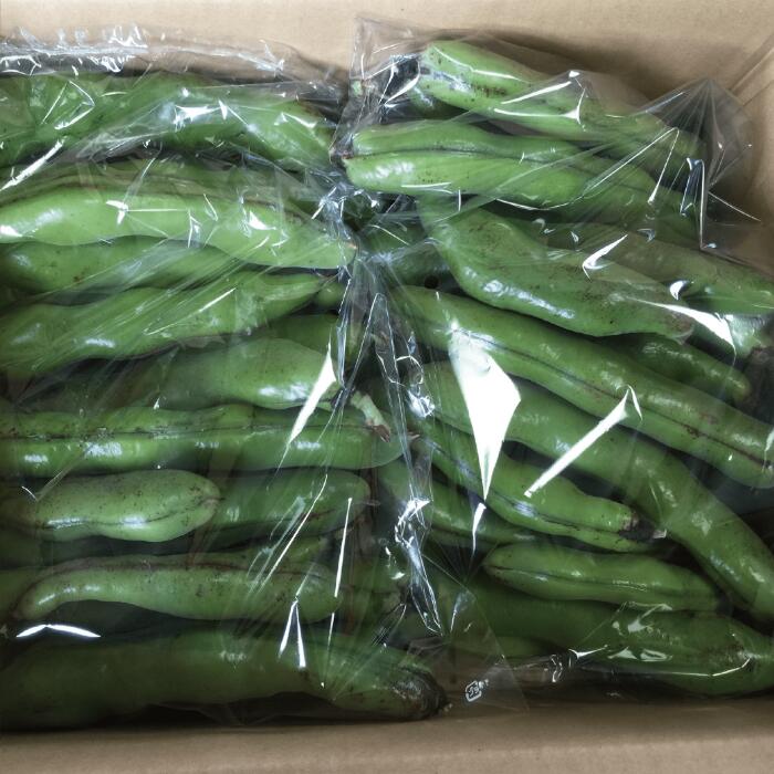 鹿児島県指宿市の画像2