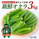 【ふるさと納税】<期間限定>鹿児島県指宿市!新鮮オクラ(計3kg・1kg×3袋) オクラ 旬 新鮮 採れたて 野菜 おひたし 天ぷら【アグリスタイル】