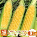 【ふるさと納税】<先行予約受付中!2025年5月中旬以降順次発送>厳選とうもろこし!鹿児島県指宿産ゴールドラッシュ(10本)旬のトウモロコシ!朝採りをお届け! ...