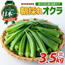【ふるさと納税】<期間限定>夏の元気の源!朝採れ新鮮いぶすきオクラ(約3.5kg)おくら オクラ 豆 野菜 鹿児島県 そうめん 納豆 キムチ 【指宿促成青果】