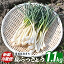 【ふるさと納税】【 2026年発送 先行予約 】鹿児島県 指宿産 島らっきょう 約1.1kg (下処理済み) らっきょう 島らっきょう おつまみ 天ぷら 酢味噌和え チャンプル【憩いの湖畔】
