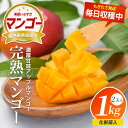 【ふるさと納税】毎日収穫随時発送中!美味しいマンゴーできました!<期間限定>指宿産アップルマンゴー3Lサイズ(約1kg 2玉・化粧箱入) 鹿児島 アップルマンゴー マンゴー 果物 くだもの フルーツ 完熟 夏 旬 いぶすき【岡村商店】