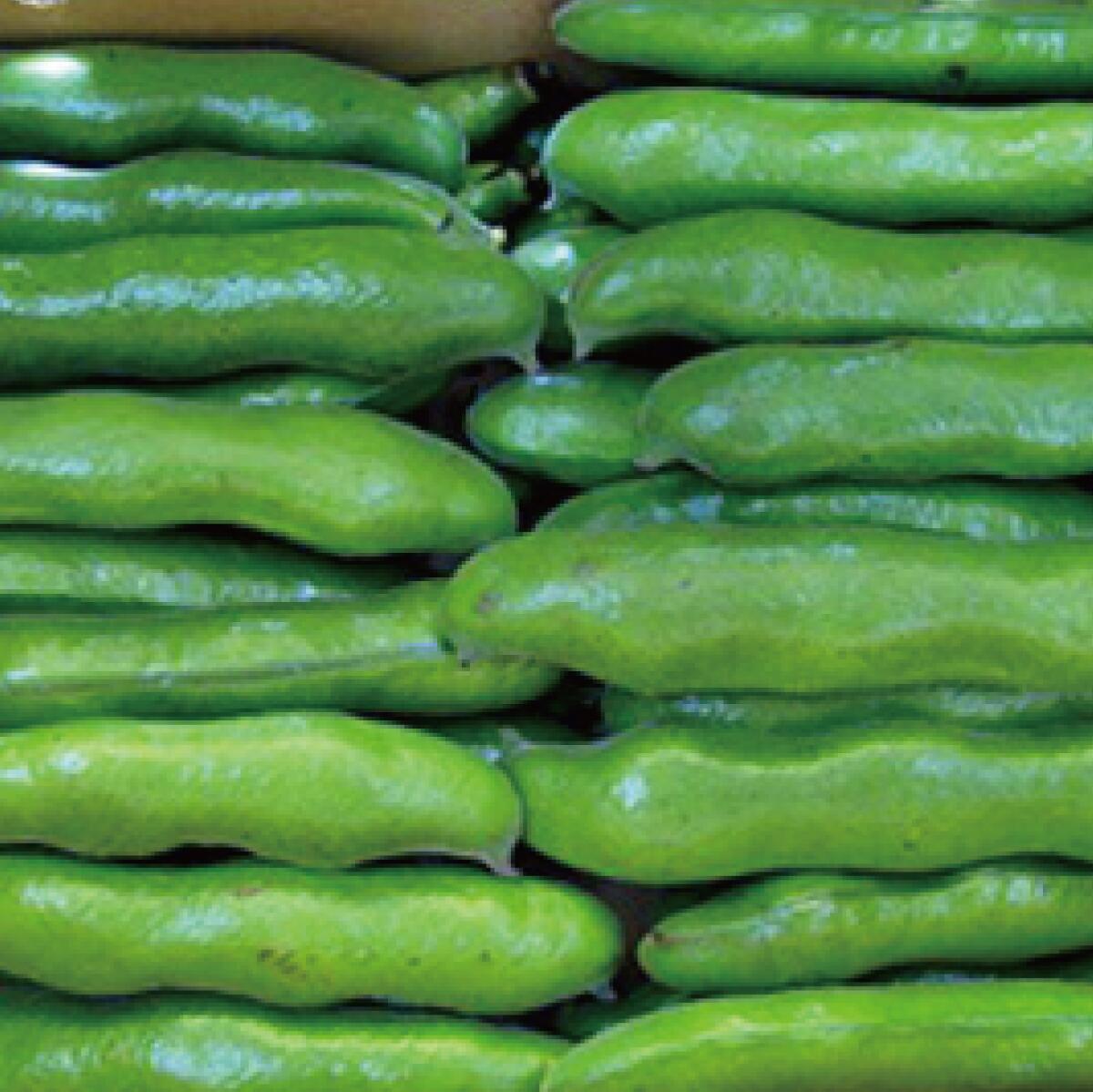 鹿児島県指宿市の画像2