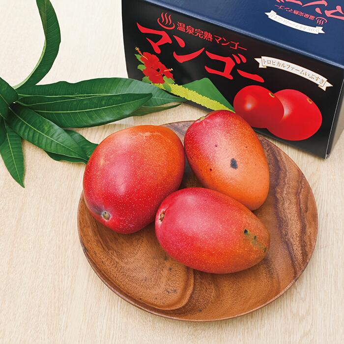 【ふるさと納税】＜先行予約受付中！2026年7月上旬以降順次発送＞【訳あり】温泉完熟マンゴー(約2kg・4～6玉)果物 フルーツ 完熟 スムージー ジュース 夏 旬 南国 家庭用 自宅用 鹿児島 いぶすき【トロピカルファームいぶすき】
