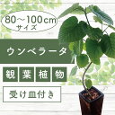 【ふるさと納税】<2025年4月中旬以降順次発送>フィカス・ウンべラータ(鉢底より高さ80〜100cm前後・陶器鉢) ※北海道・沖縄・離島配送不可※ 観葉植物 ...