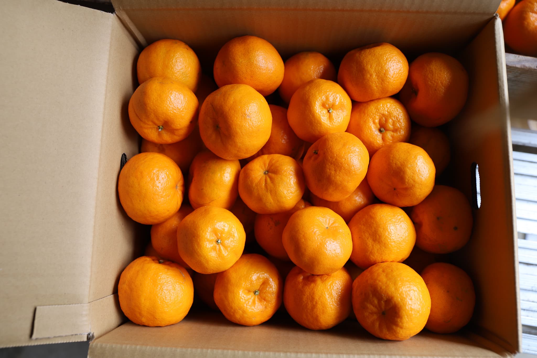 鹿児島県指宿市の画像2