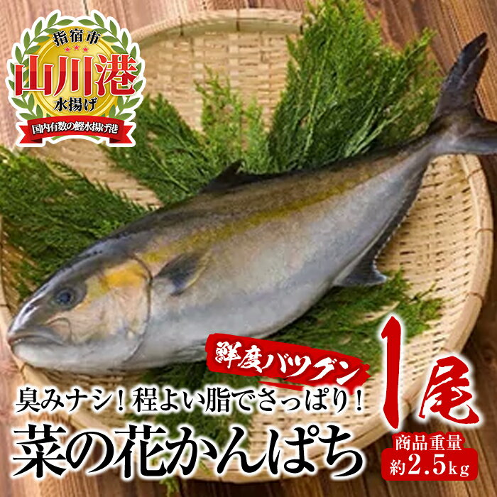 指宿産ブランド・菜の花かんぱち(1尾・約2.5kg) 魚 カンパチ 真空パック 刺身 煮物 鮮魚 指宿市[指宿山川水産合同会社]