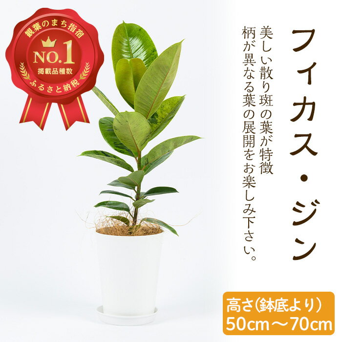 21位! 口コミ数「3件」評価「5」フィカス・ジン(背丈50cm～70cm) ※北海道・沖縄・離島配送不可※ フィカス 鉢植え 観葉植物 植物 緑 グリーン 室内 インテリア ･･･ 