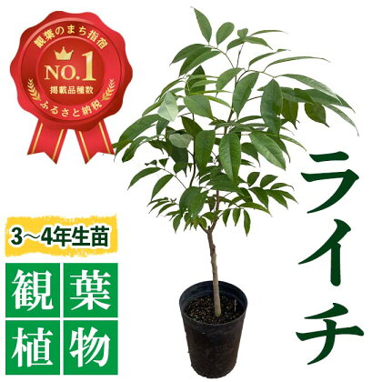 観葉植物ライチ苗(70cm～90cm) ※北海道・沖縄・離島配送不可※ ライチ フルーツ 果物 苗木 鉢植え 観葉植物 植物 緑 グリーン インテリア おしゃれ ギフト プレゼント 贈り物 贈答品【前園植物園】