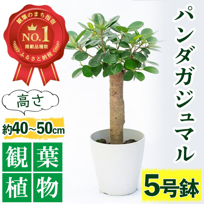 花・観葉植物人気ランク30位　口コミ数「4件」評価「5」「【ふるさと納税】パンダガジュマル5号サイズ(高さ：40～50cm) ※北海道・沖縄・離島配送不可※ ガジュマル 鉢植え 観葉植物 植物 緑 グリーン インテリア おしゃれ プレゼント ギフト 贈り物 贈答品【前園植物園】」