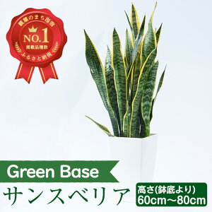 【ふるさと納税】サンスベリア・ローレンティー(鉢底より60cm～80cm)南国鹿児島県で育った 観葉植物！※北海道・沖縄・離島配送不可※ 植物 鉢付 インテリア 室内 オフィス おしゃれ プレゼント ギフト【GreenBase】