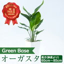 【ふるさと納税】オーガスタ 鉢底より60cm～80cm 南国鹿児島県で育った 観葉植物 北海道・沖縄・離島配送不可 植物 鉢付 インテリア 室内 オフィス おしゃれ プレゼント ギフト 開店祝い 移転…